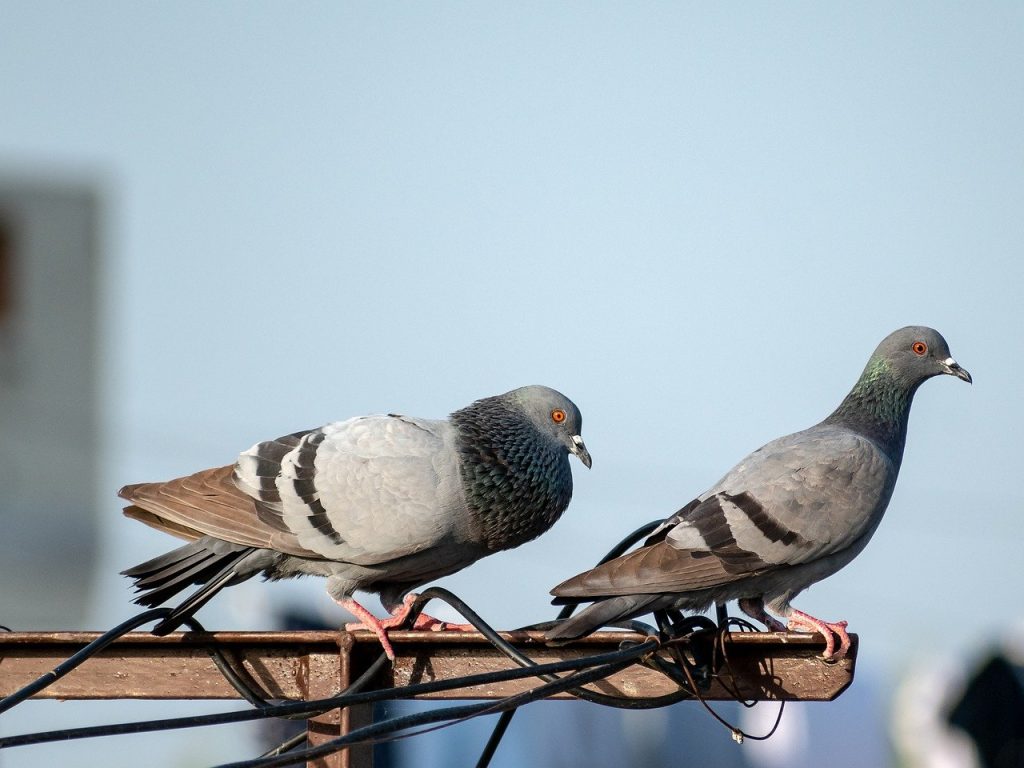 dépigeonnage