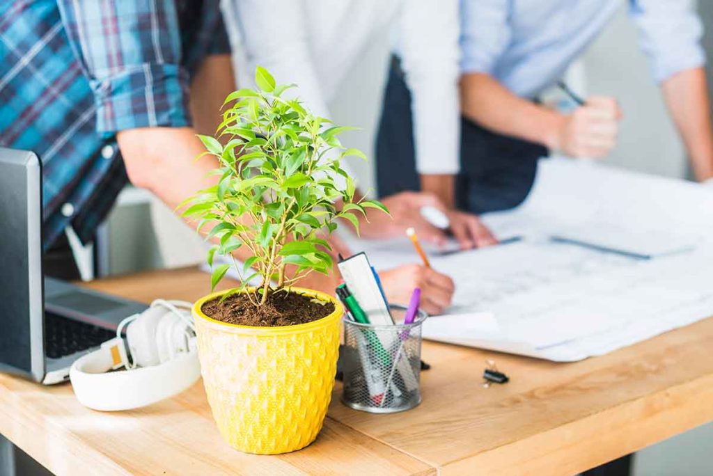 Choisir la meilleure entreprise pour l'entretien de vos plantes