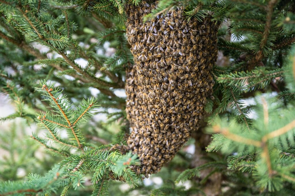 essaim d'abeille