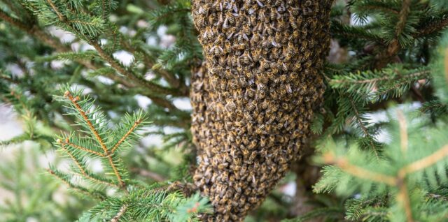 essaim d'abeille
