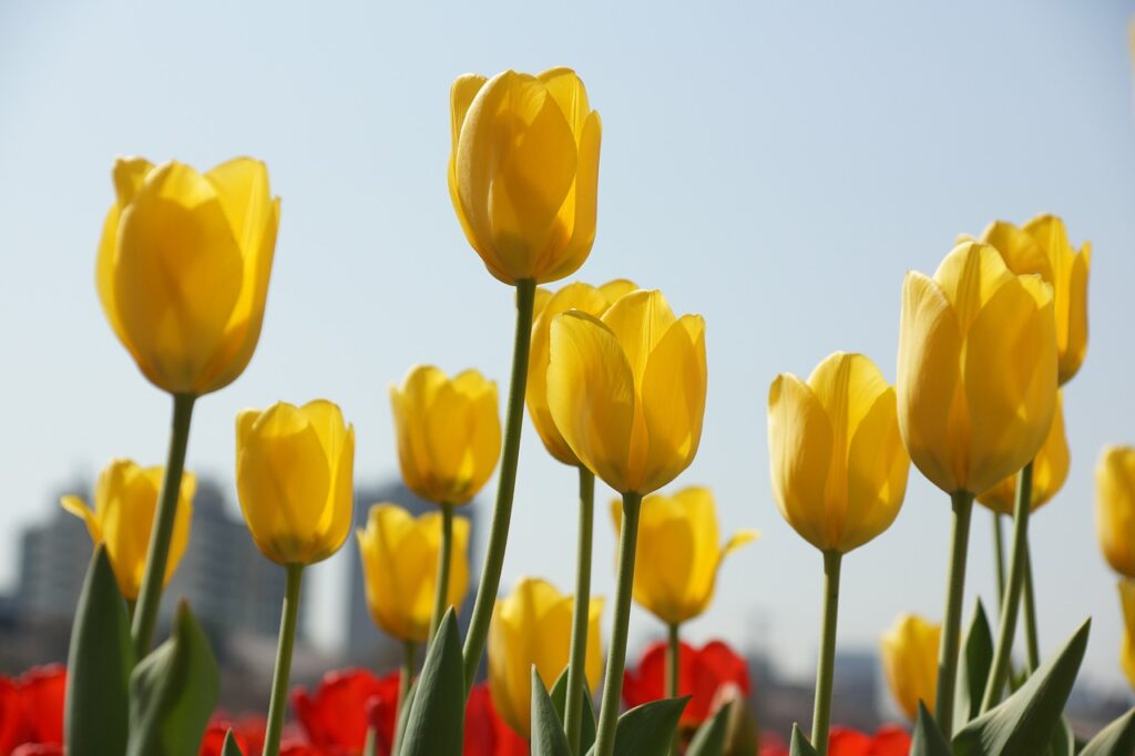 fleurs