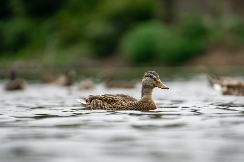 découvrez la beauté apaisante des étangs naturels, des écosystèmes riches où la faune et la flore s'épanouissent. apprenez comment ces trésors aquatiques préservent la biodiversité et contribuent à l'équilibre environnemental.