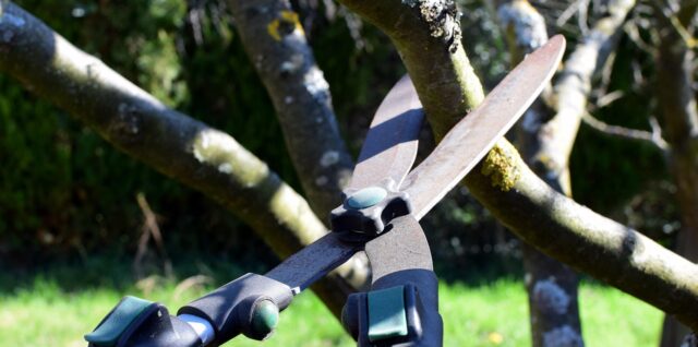 découvrez nos conseils et techniques professionnelles pour l'élagage des arbres afin de favoriser leur croissance, leur santé et leur sécurité.