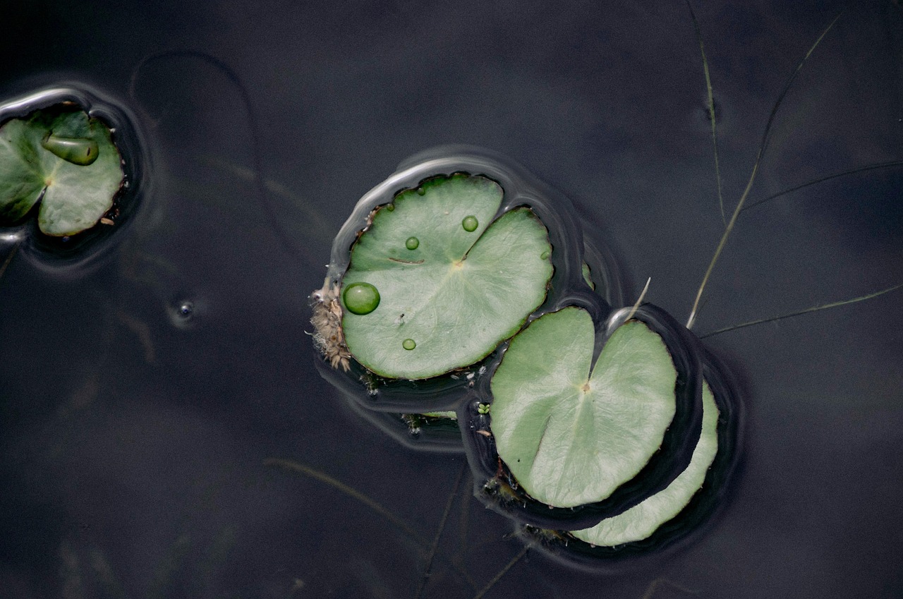 découvrez notre sélection de plantes aquatiques pour embellir votre bassin ou aquarium, favorisant un écosystème sain et décoratif.