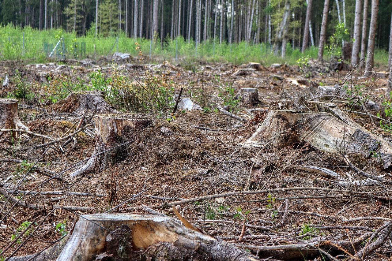 abattage d'arbres conifères : service professionnel pour l'élagage, la coupe sécurisée et l'élimination efficace des conifères.