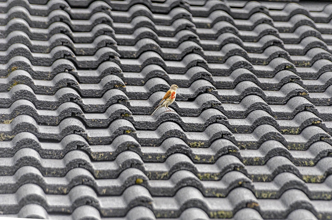 découvrez nos services de toiture de qualité pour protéger et valoriser votre maison. expertise en installation, réparation et entretien de toitures.
