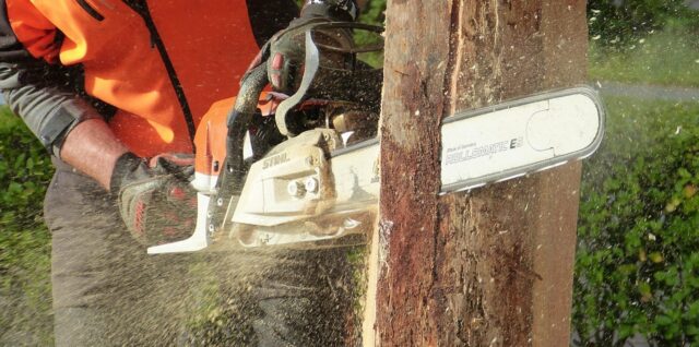découvrez les meilleures techniques d'élagage des arbres pour assurer leur santé, sécurité et esthétique tout en favorisant une croissance harmonieuse.